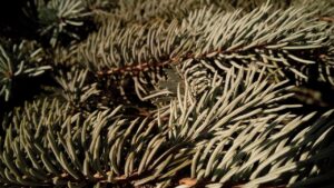 元カレを忘れられないサインとは何か？