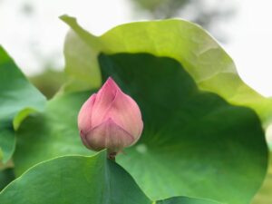 復縁の未来予想は本当に当たる？口コミでわかる真実とは？